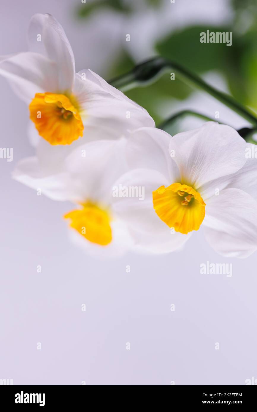 3 Amaryllidaceae fiore fresco in primavera Foto Stock