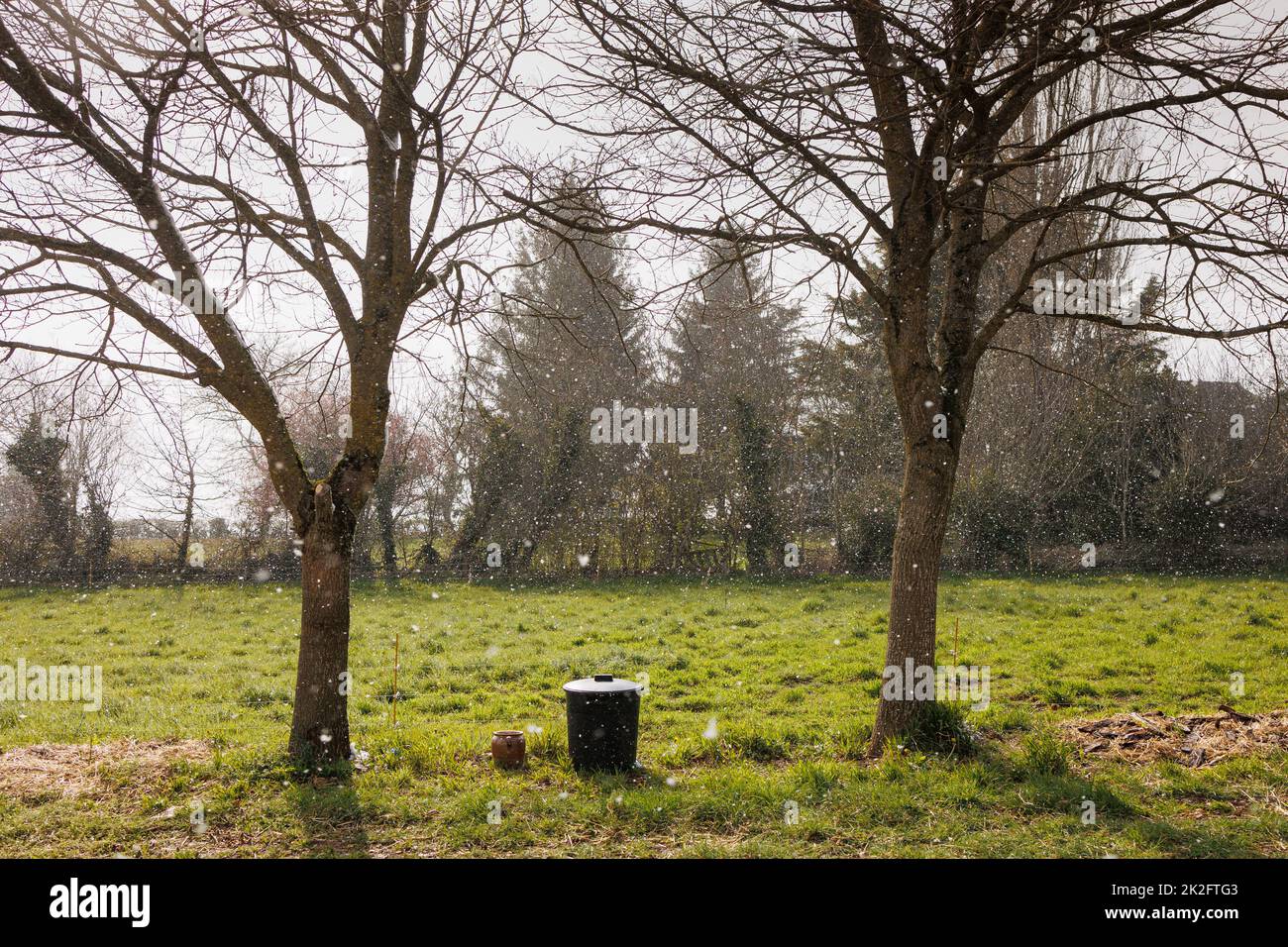 Due alberi e prato che nevica Foto Stock