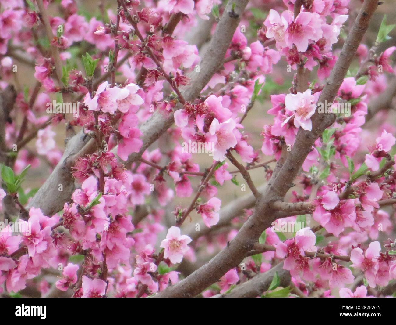 frutta pesca fiore bella primavera impollinazione di frutta Foto Stock