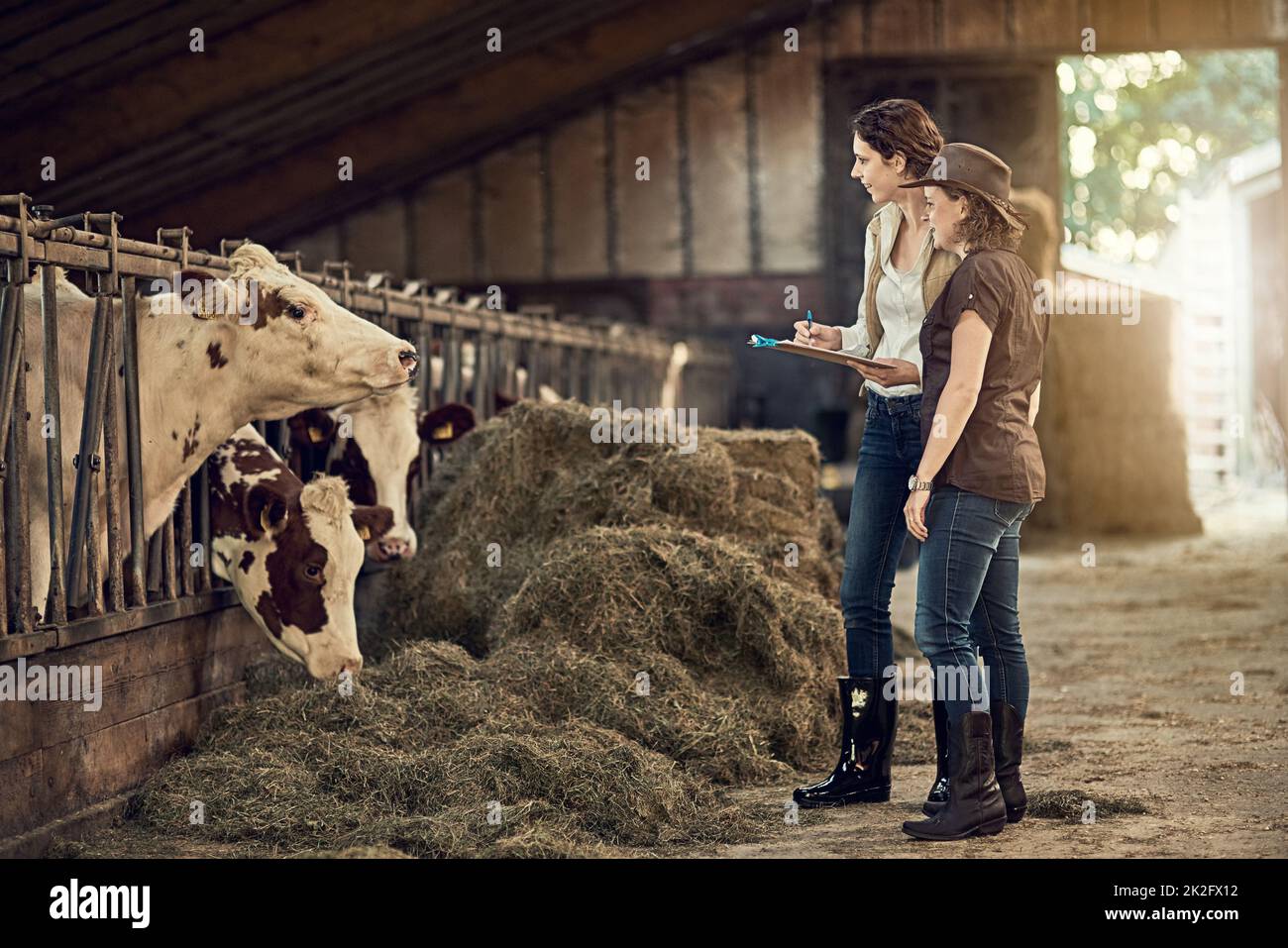 Come valutereste oggi la qualità del vostro fieno. Sparato di due contadini che si prendono cura del loro bestiame nel granaio. Foto Stock