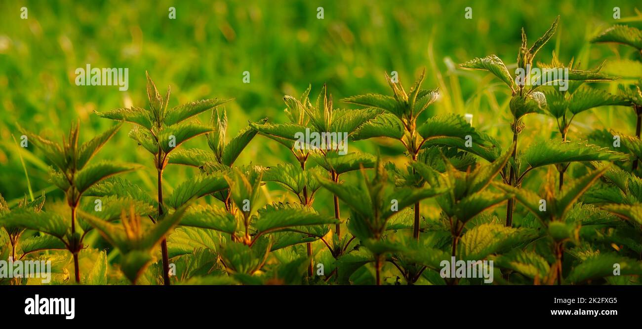 Crescita naturale. Primo piano immagine ritagliata di piante verdi frondosi che crescono in un giardino. Foto Stock