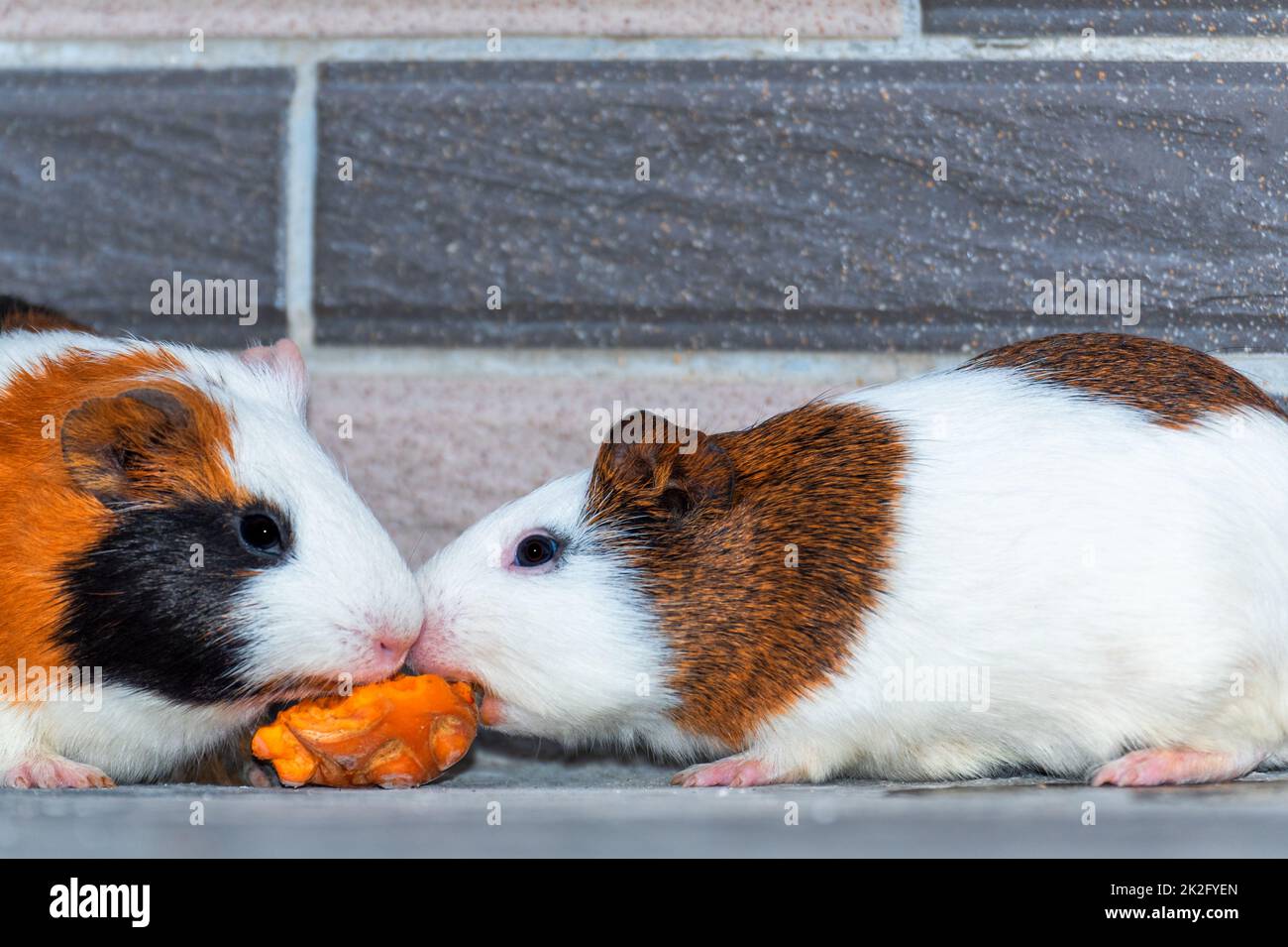 Cavie di mangiare le carote nell'angolo Foto Stock