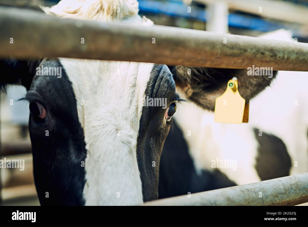 In attesa del tempo di pascolo. Primo piano di una mucca in un caseificio. Foto Stock