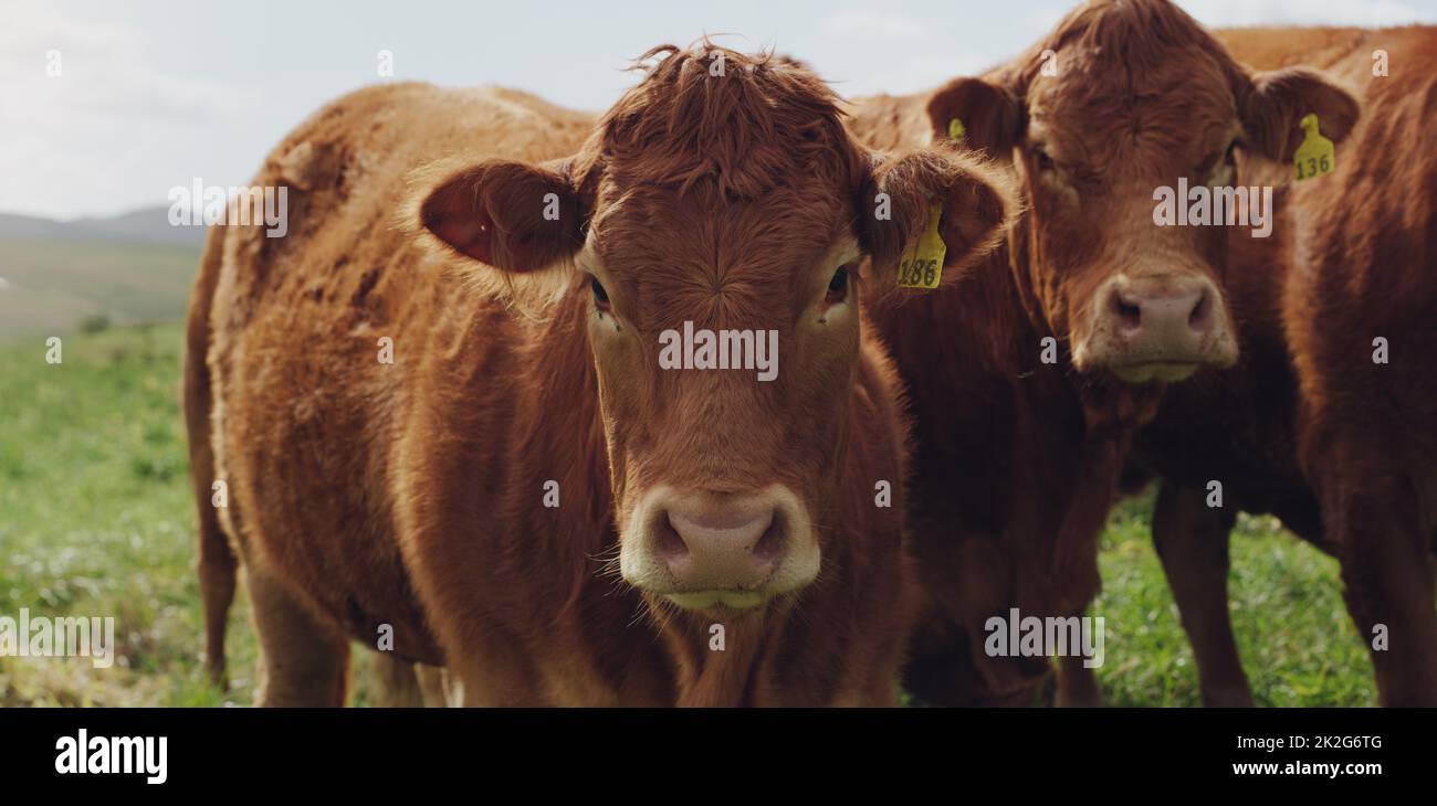 Come ora, vacca marrone. Shot di un gregge di mucche in una fattoria. Foto Stock