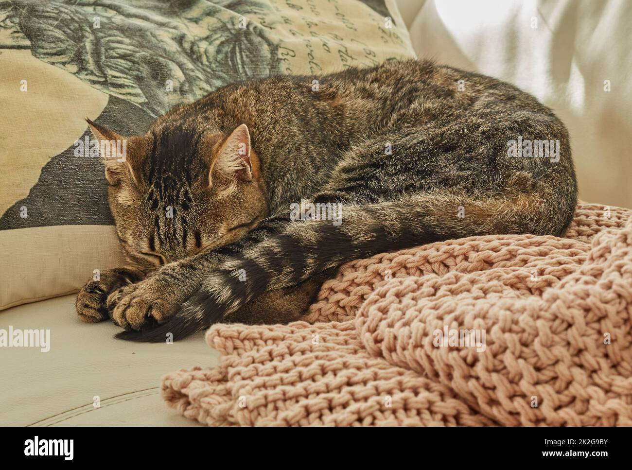 Cat LIFE al suo meglio. Una serie di foto di un gatto laico. Foto Stock