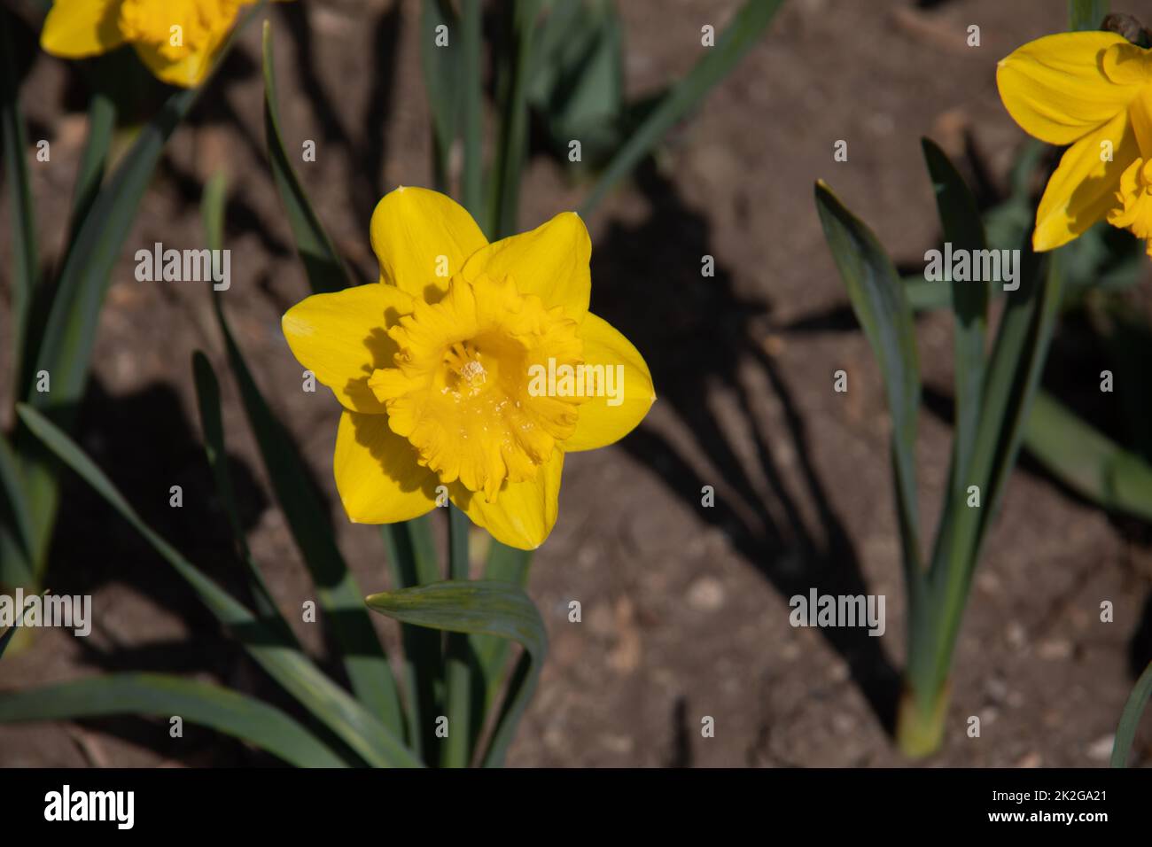 Narciso giallo Foto Stock