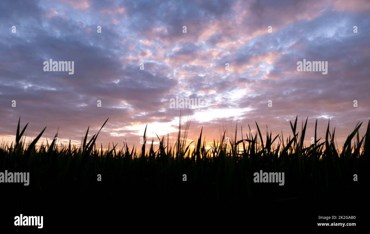 Incredibile tramonto sul campo. Foto Stock