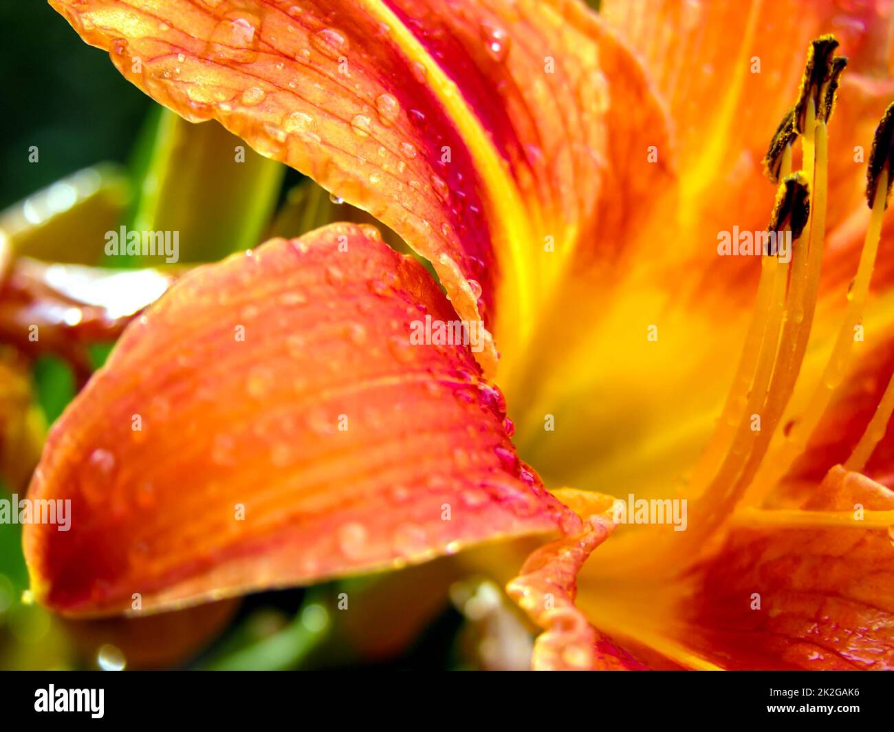 Primo piano di un giglio di colore arancione Foto Stock