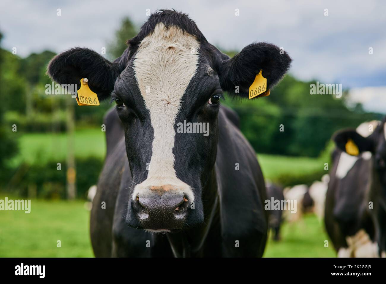 Mucche sane, latte sano. Sparo tagliato di una mandria di bestiame che pascola su una fattoria casearia. Foto Stock