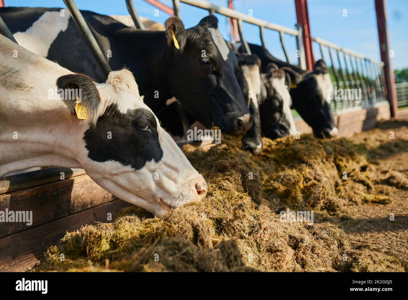 Prodotti freschi. Shot ritagliato di una mandria di bestiame che mangia in una fattoria diaria. Foto Stock