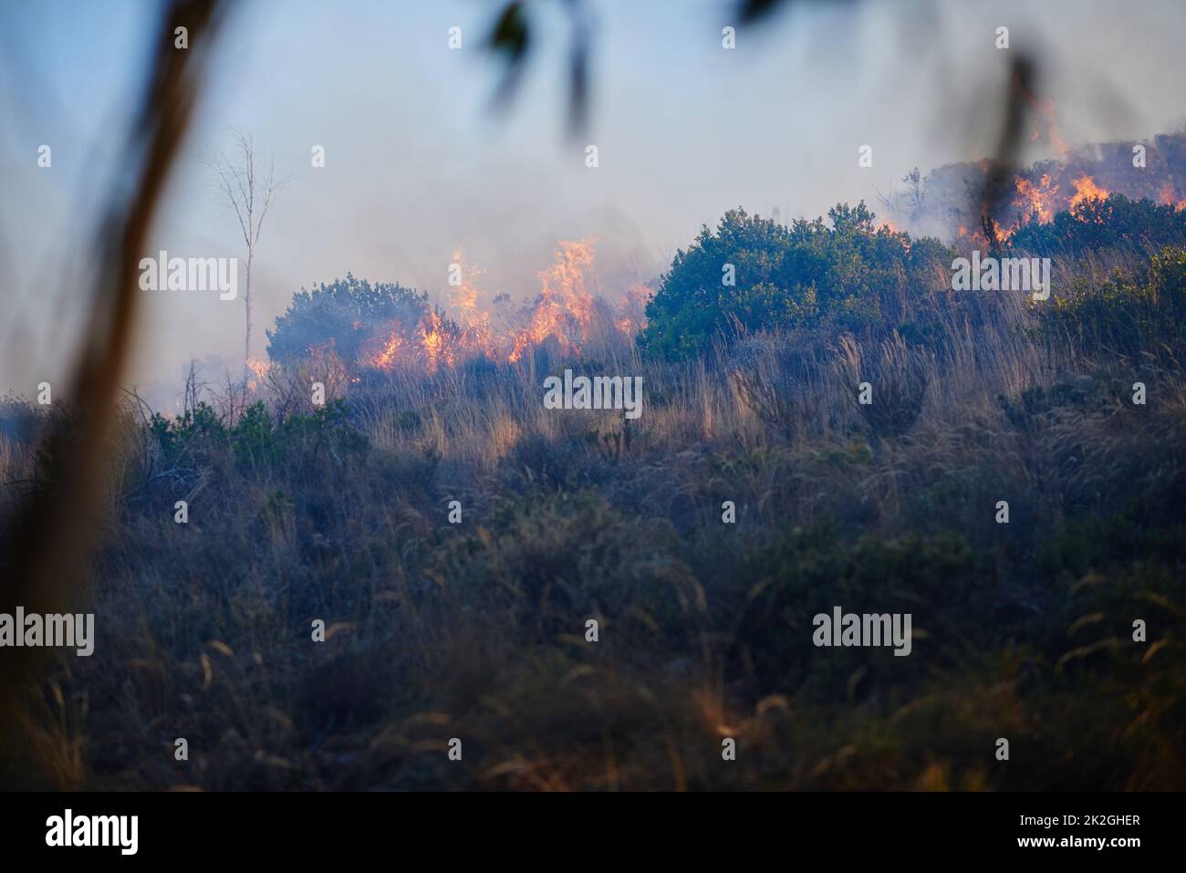 Distruzione Wildfire. Sparato di un fuoco selvaggio che brucia. Foto Stock