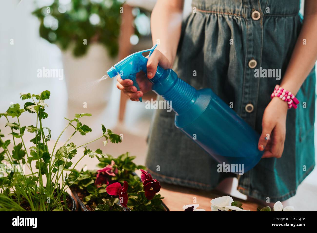 Le piante devono rimanere innaffiato a tutti i tempi. Scatto corto di una giovane ragazza irriconoscibile innaffiare alcune piante a casa. Foto Stock