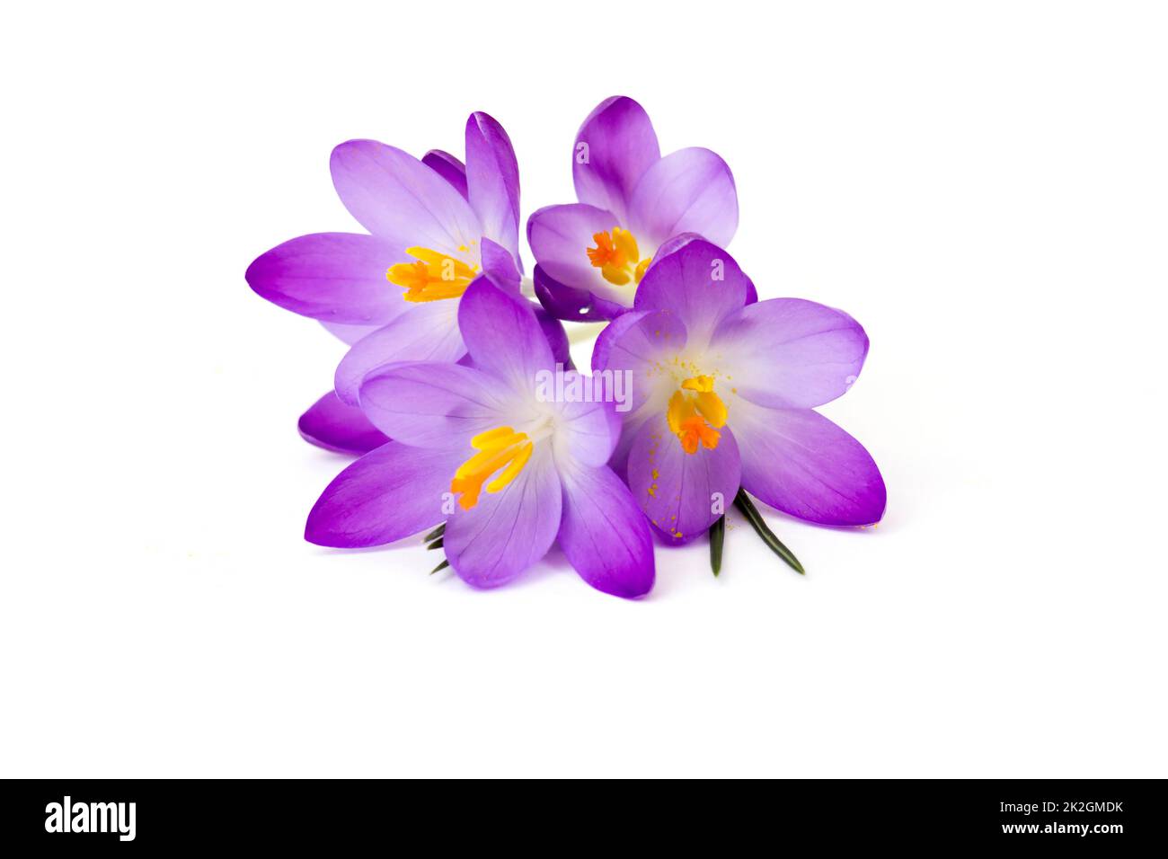 Crocus - uno tra i primi fiori di primavera Foto Stock