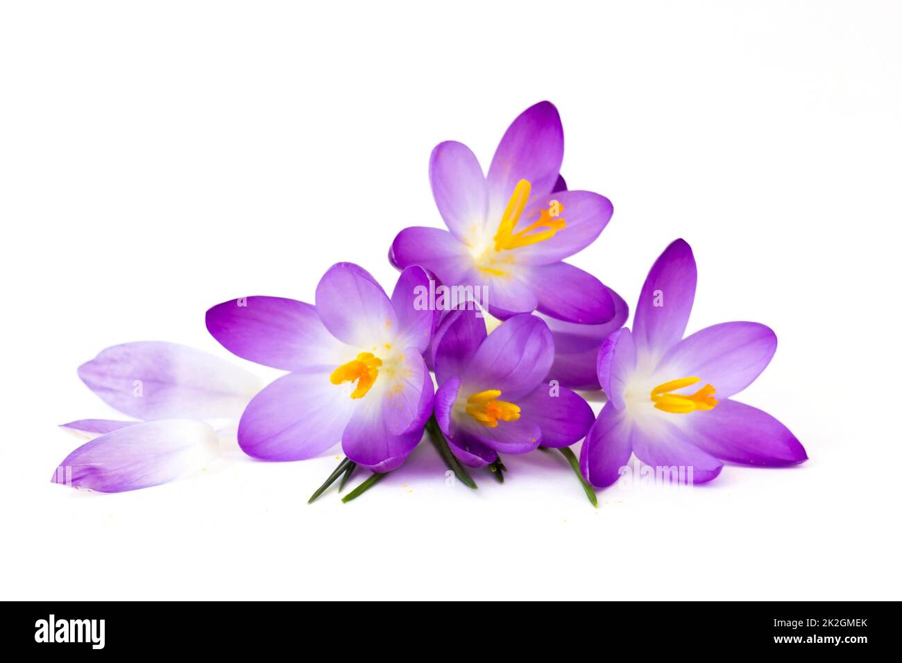 Crocus - uno tra i primi fiori di primavera Foto Stock