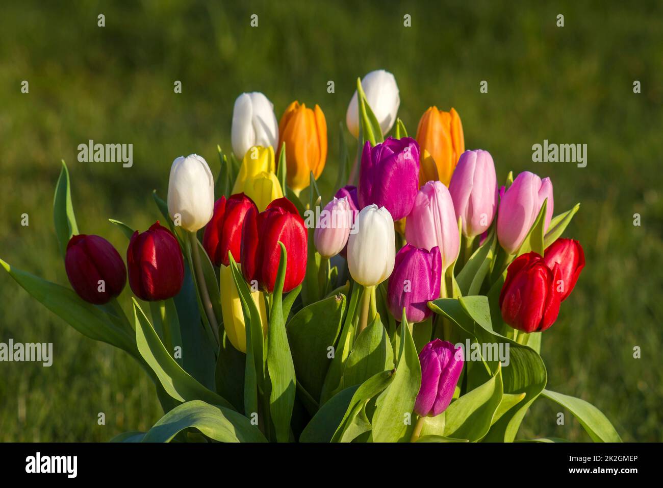 mazzo di tulipani freschi colorati in giardino Foto Stock