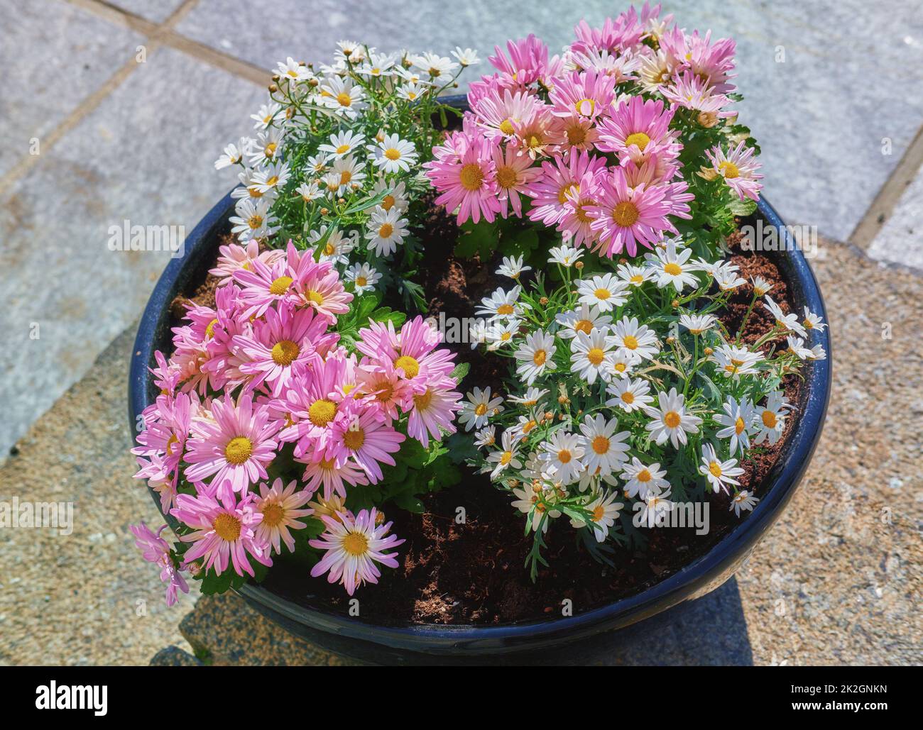 Vaso di argilla nel mio giardino. Nel mio giardino - vaso e vaso di fiori. Foto Stock