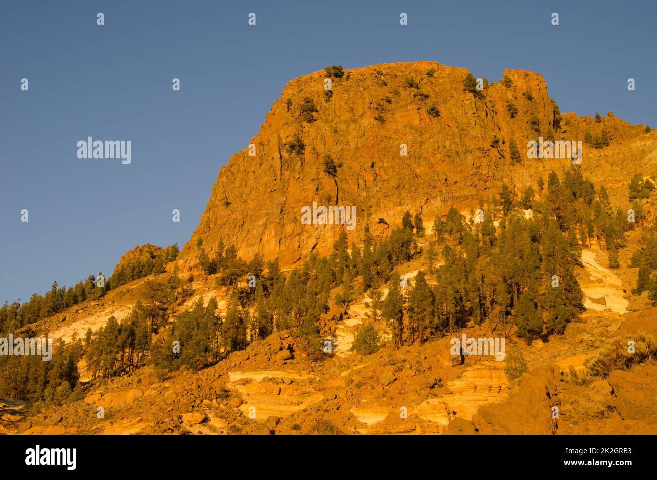 Scogliera rocciosa e pini dell'isola delle Canarie. Foto Stock