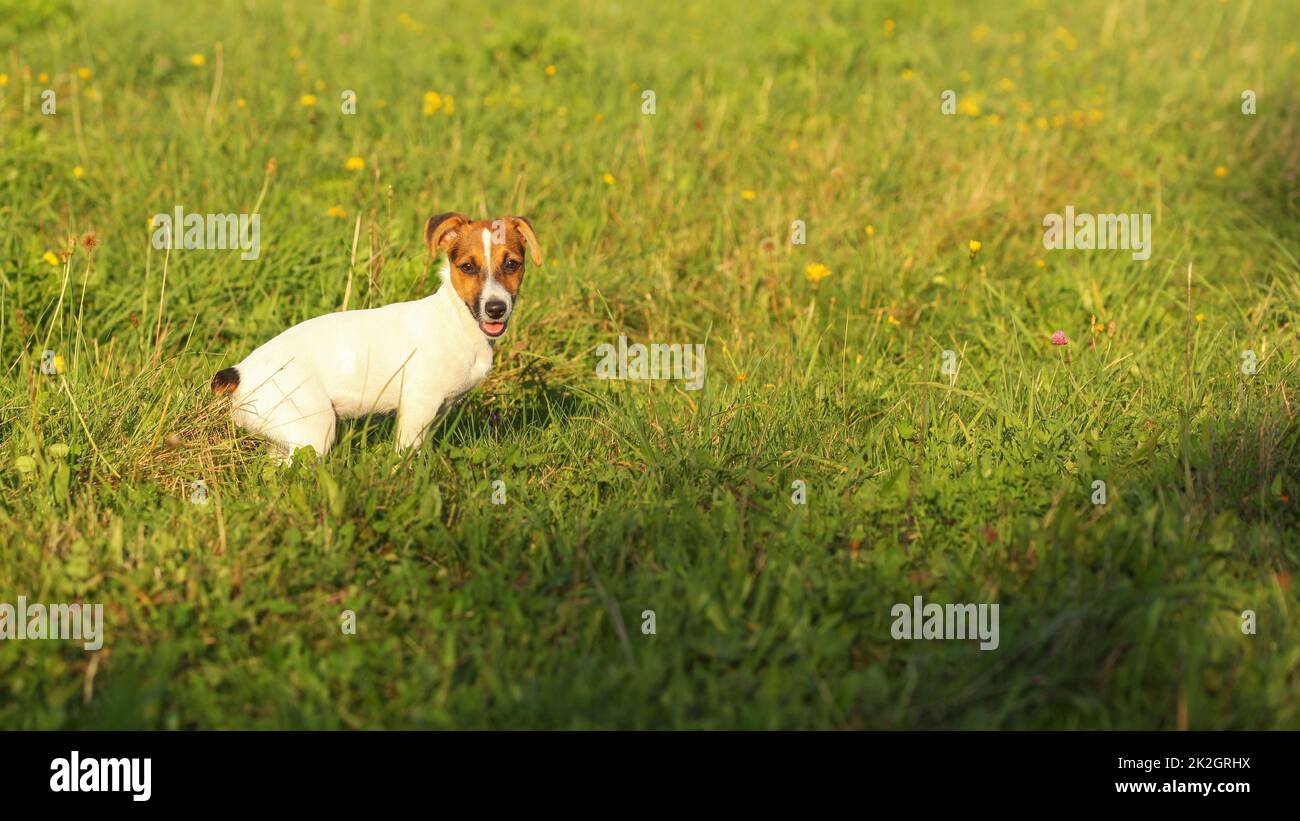 Jack Russell Terrier cucciolo su un verde prato di erba, illuminata dal sole del pomeriggio. Foto Stock