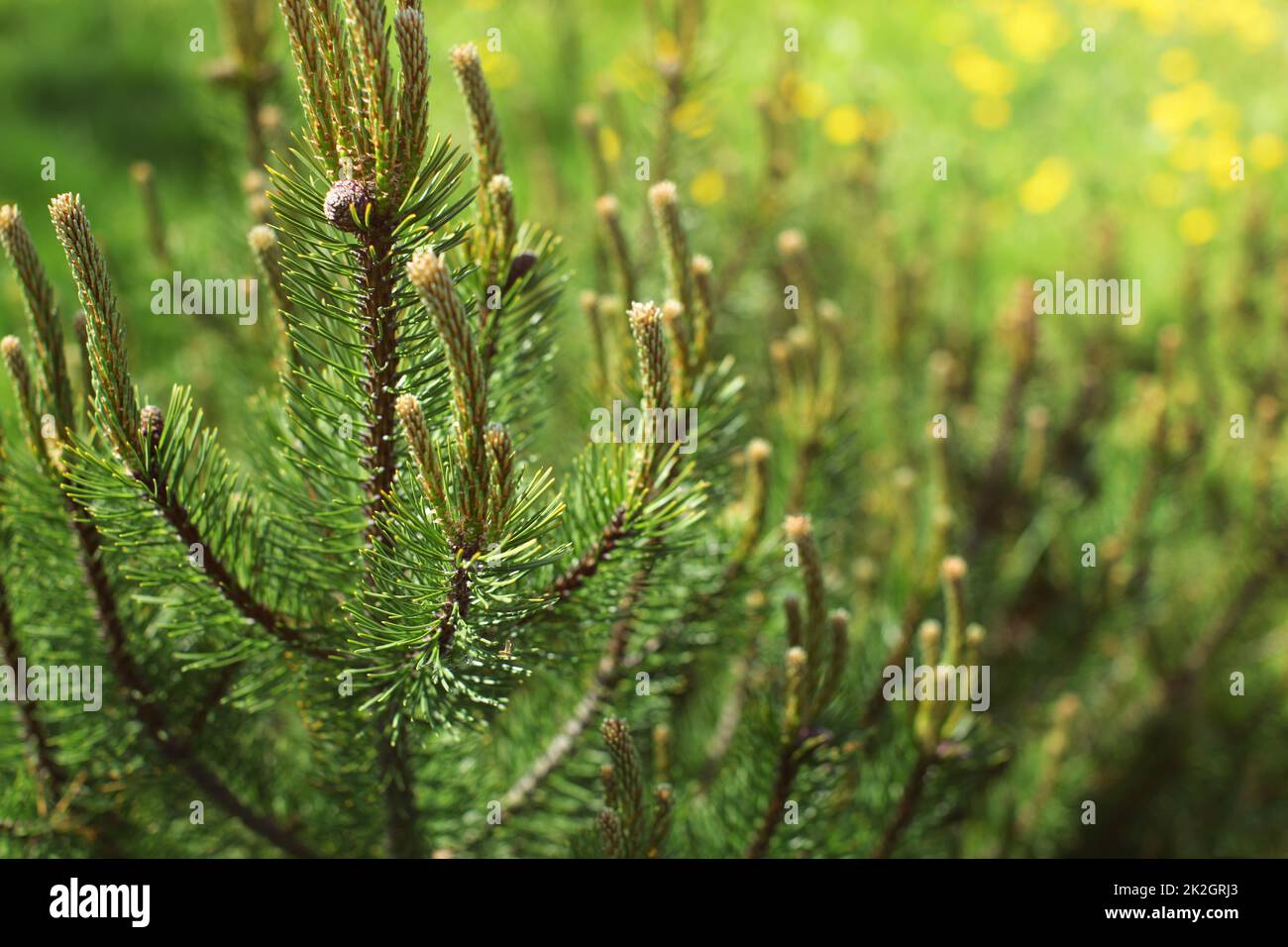 La profondità di campo di una foto, giovani fir con sfocato di tarassaco nel retro sole che splende in background. Molla di astratta sfondo di foresta. Foto Stock