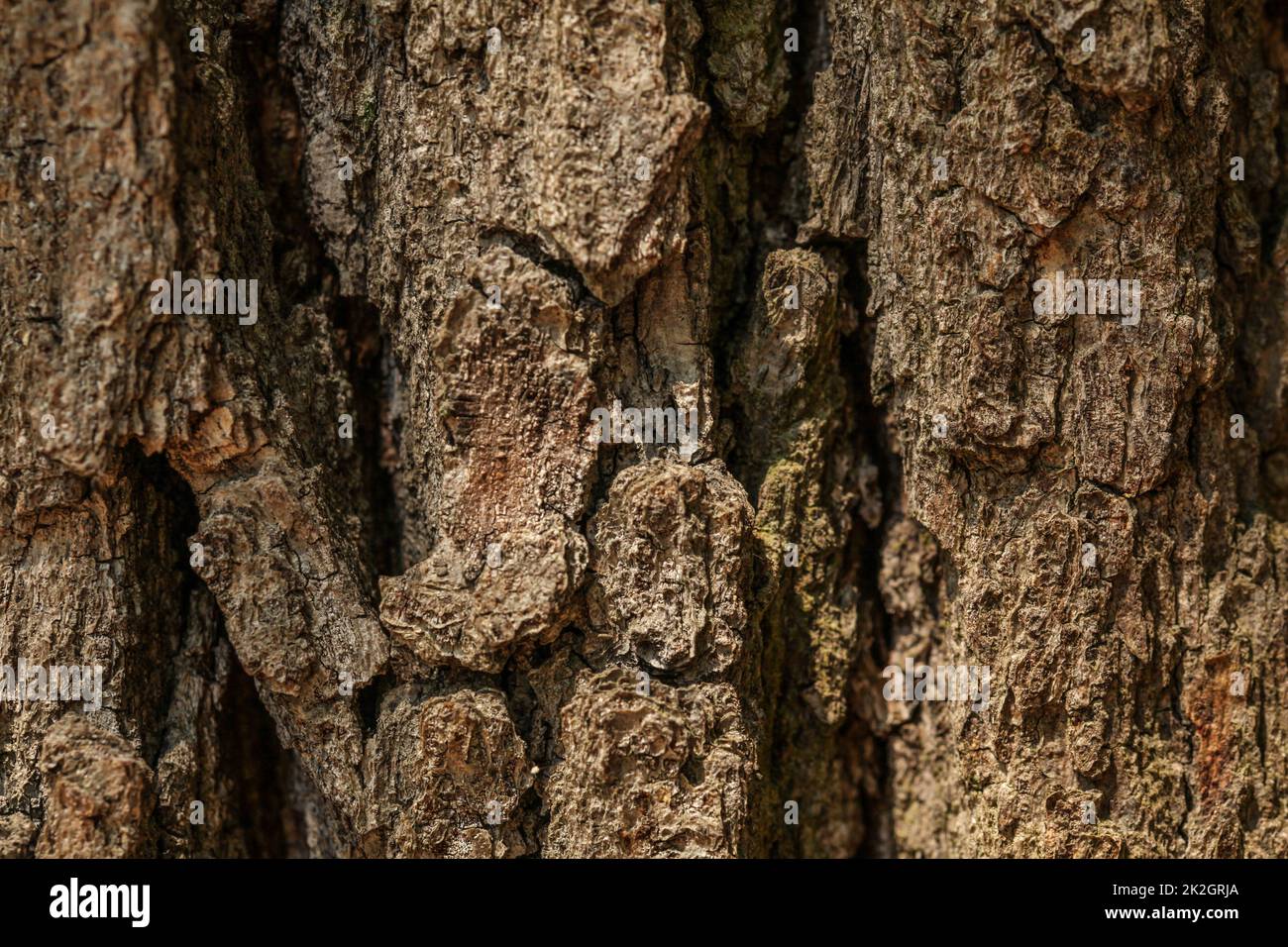 Dettaglio del vecchio albero corteccia ruvida. Natura astratta texture. Foto Stock