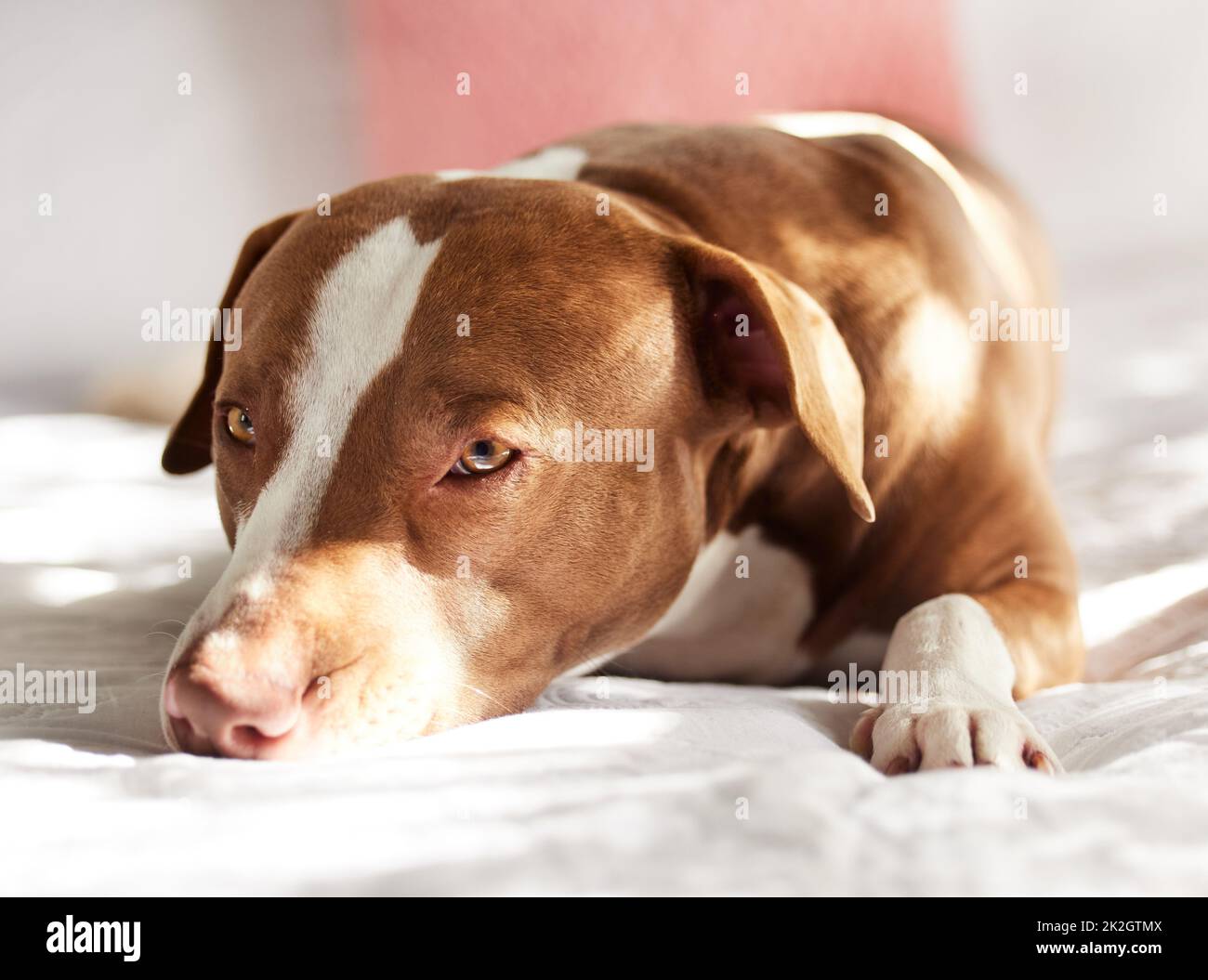 Solo un rapido pisolino. Ritratto di un cane adorabilmente dolce rilassarsi su un letto a casa. Foto Stock