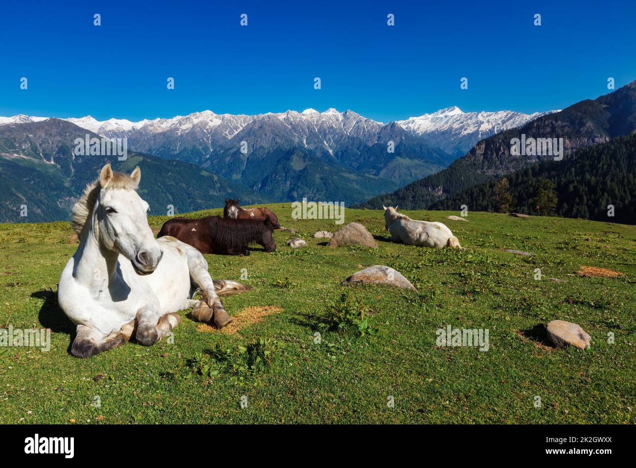 Cavalli in montagna. Himachal Pradesh, India Foto Stock