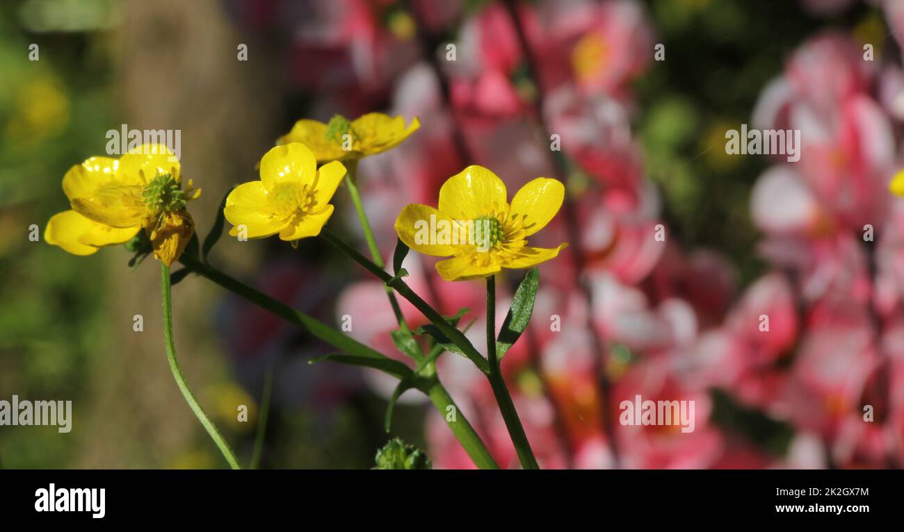 Texas Wildflower Yellow Buttercup Ranunculus bulbosus - Buttercup bulbo Foto Stock
