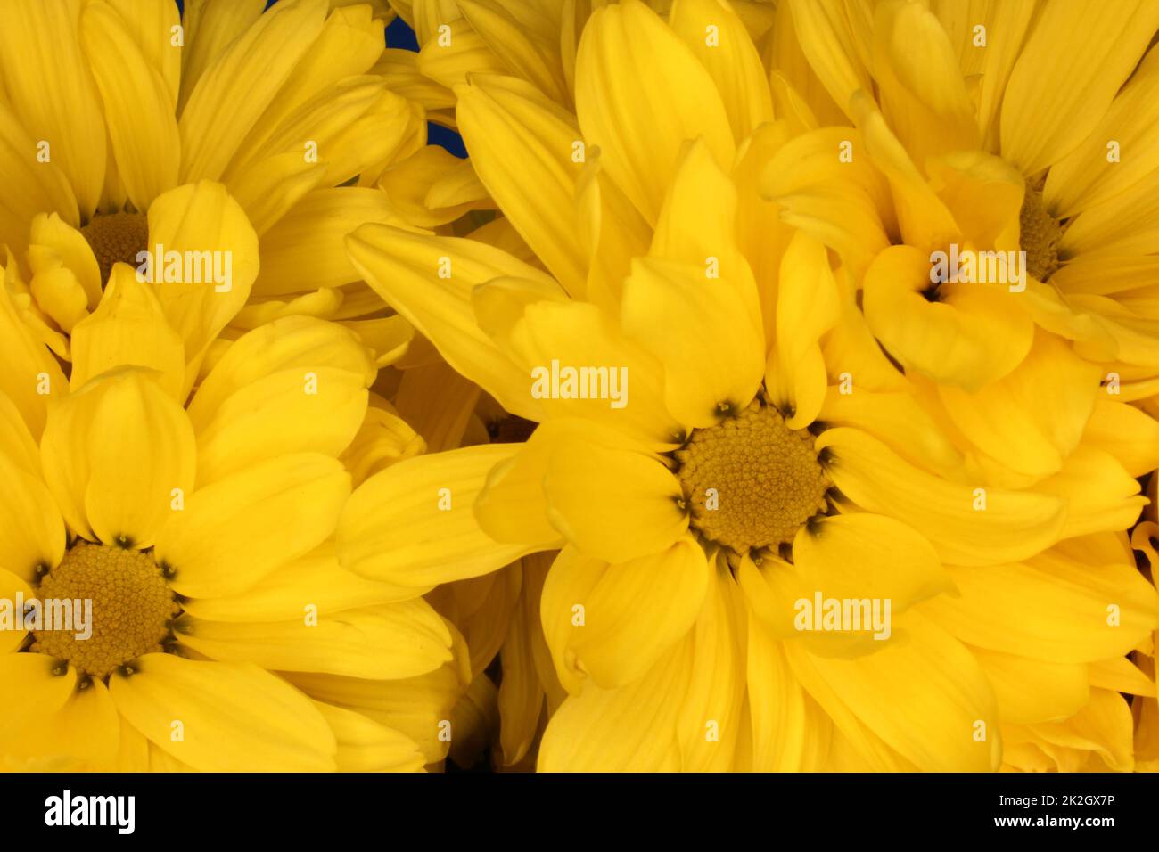 Crisantemi gialli brillanti primo piano nell'illuminazione esterna Foto Stock