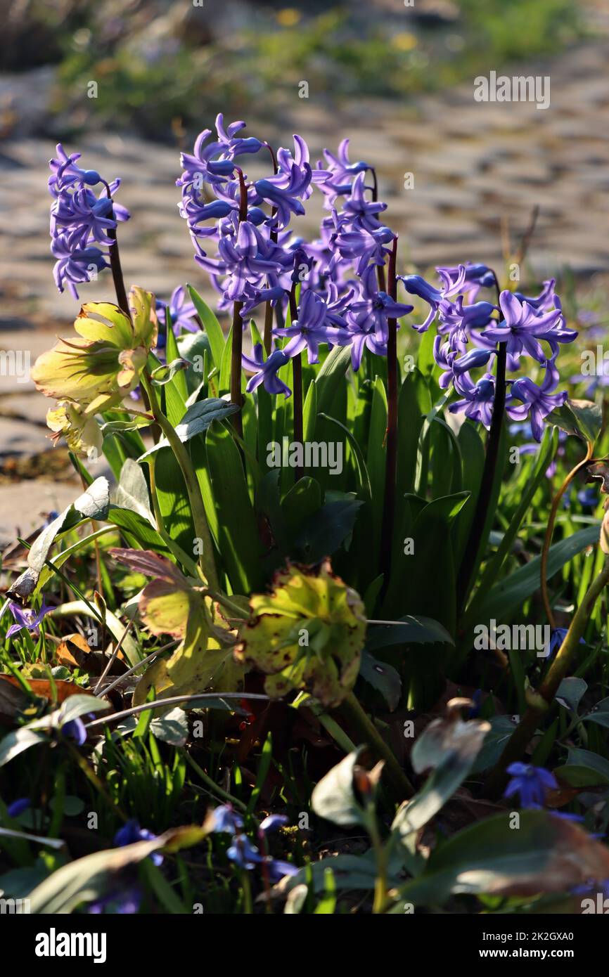 blaue Gartenhyazinthe (Hyacinthus orientalis) - blÃ¼hende Pflanze Foto Stock