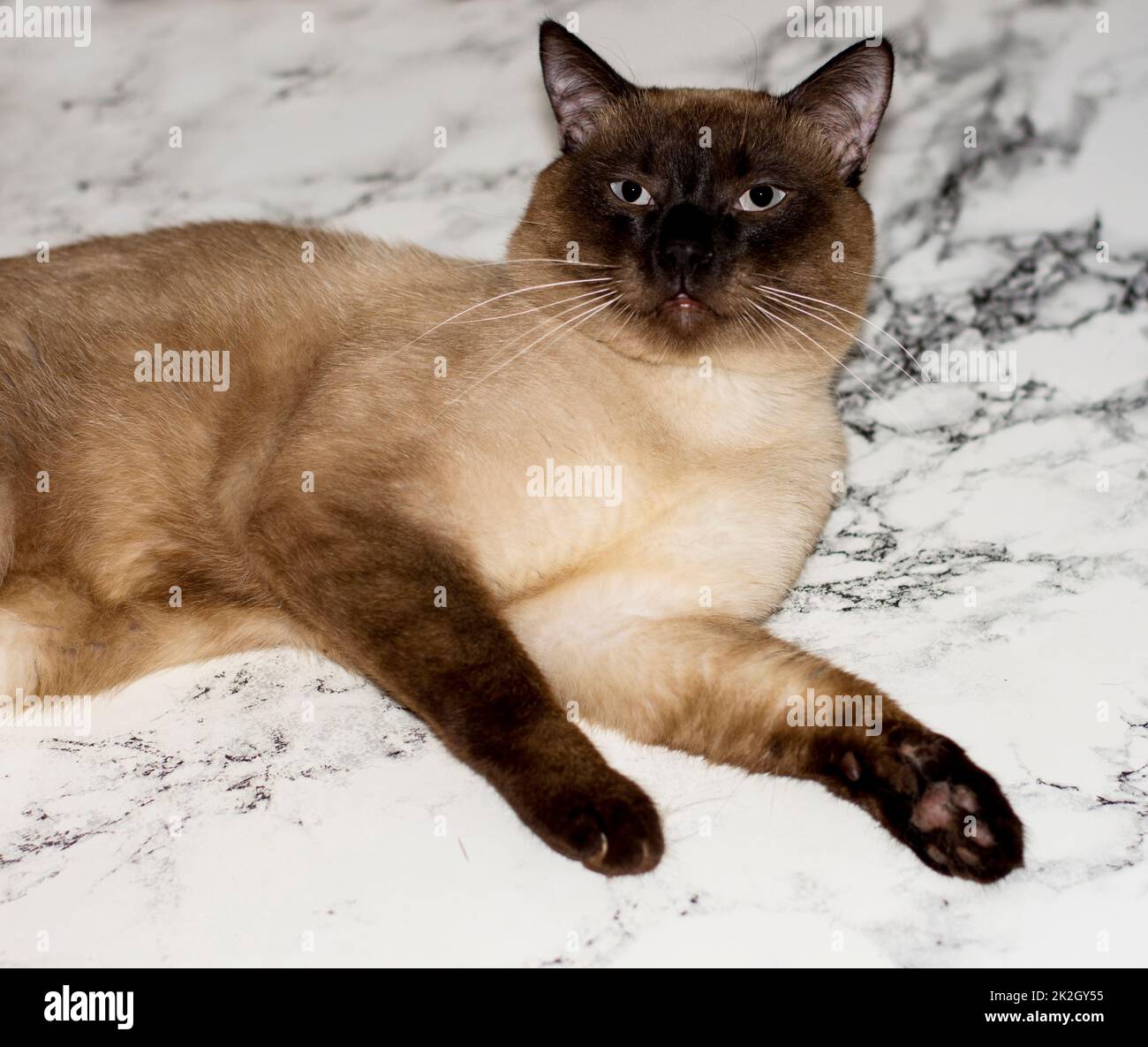 gatto tailandese giacente su uno sfondo di marmo Foto Stock