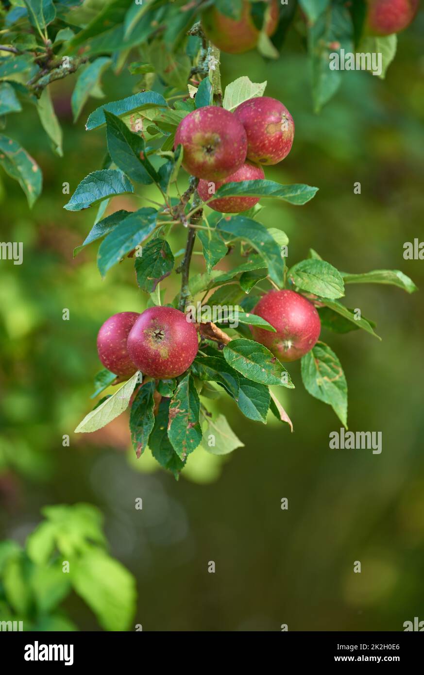 Mela rossa sana. Mele rosse appese in basso sull'albero - una vera delizia sana e allettante. Foto Stock