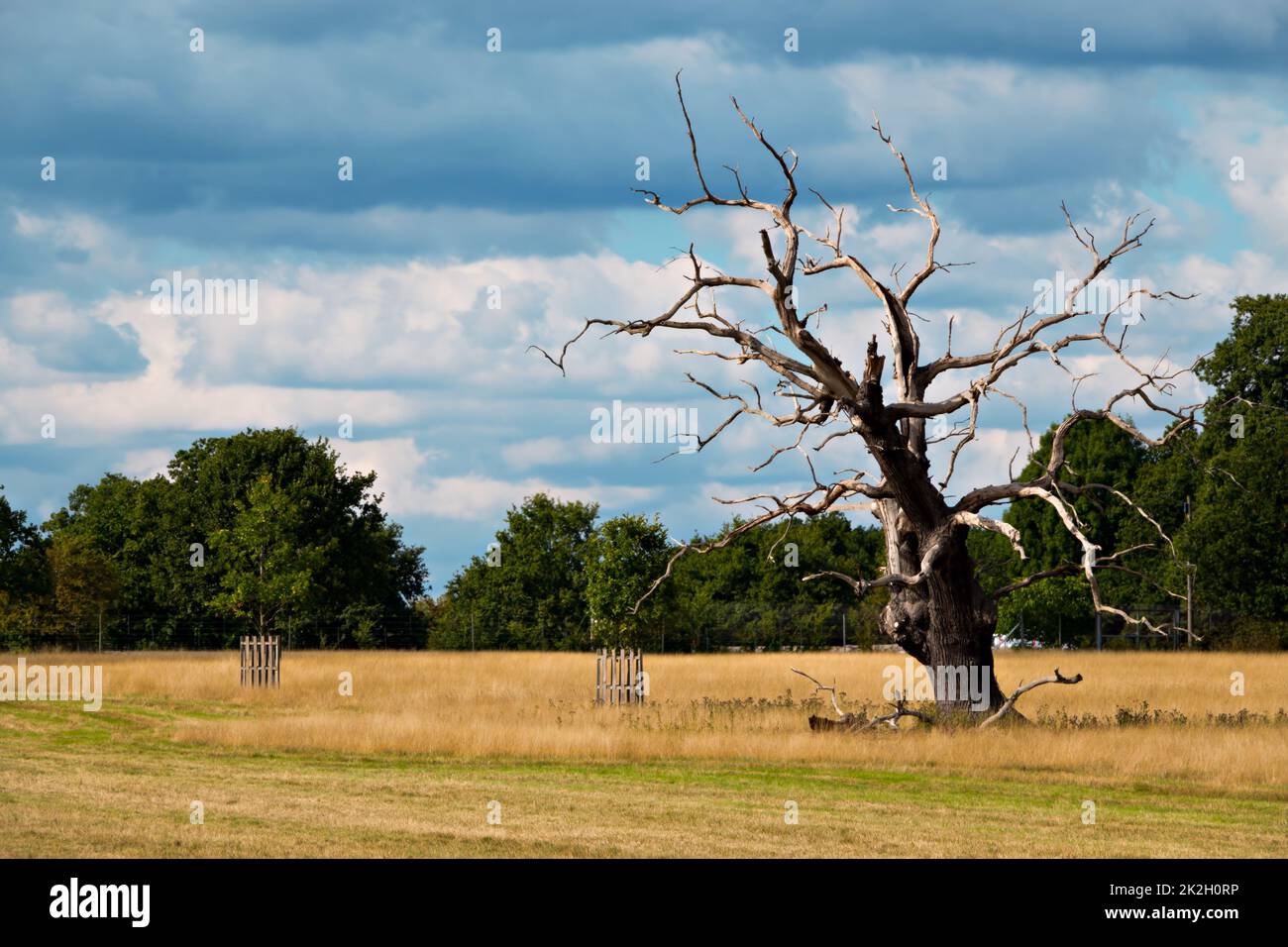 Singolo vecchio albero di quercia morto in un campo Foto Stock