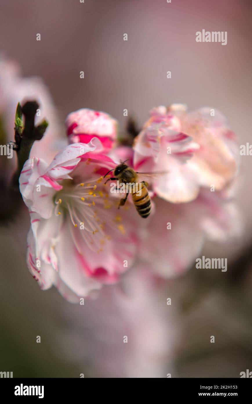Il miele delle api per raccogliere il polline su un fiore rosa Foto Stock