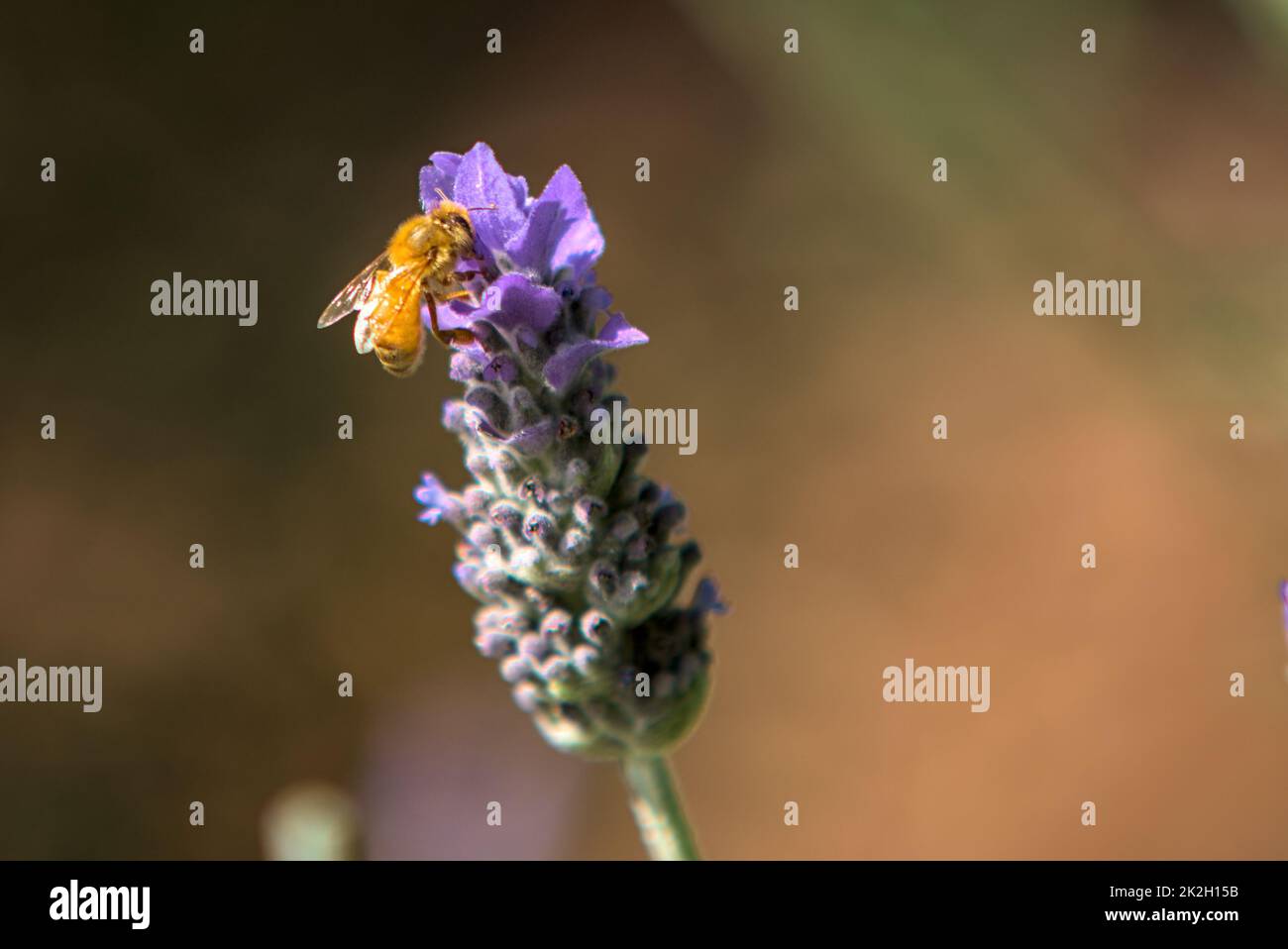 Ape miele raccolta polline su un fiore di lavanda Foto Stock