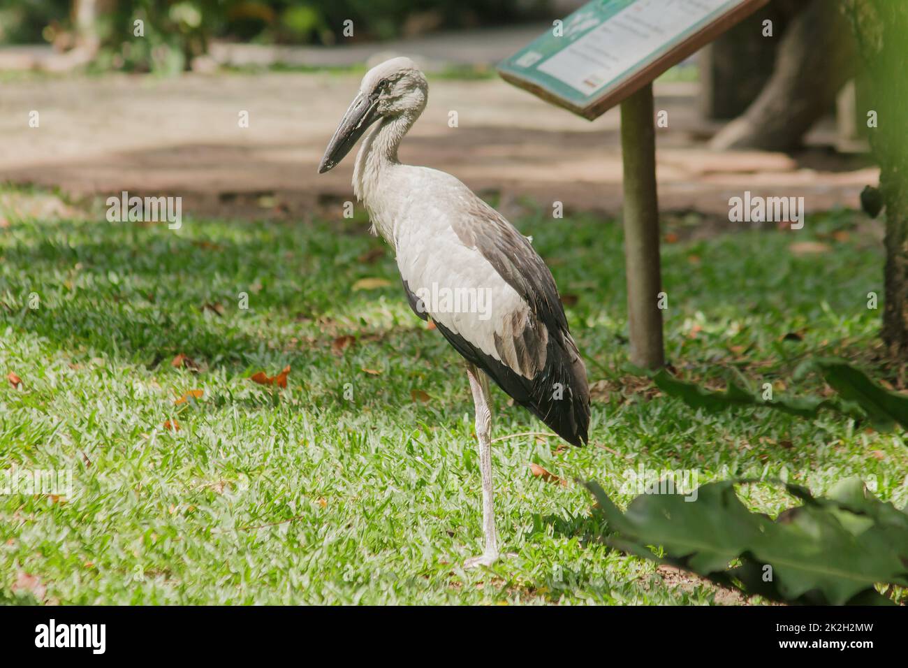 Openbill cicogna è un grande uccello che mangia gli animali. Con becco spesso e mantello dritto Foto Stock