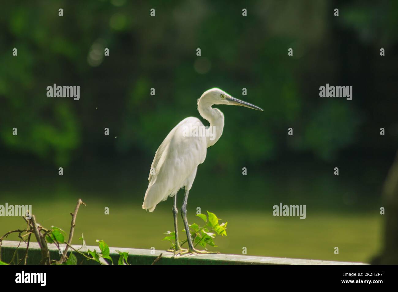 La garzetta di Egretta sul recinto è un uccello bianco di medie dimensioni. Foto Stock
