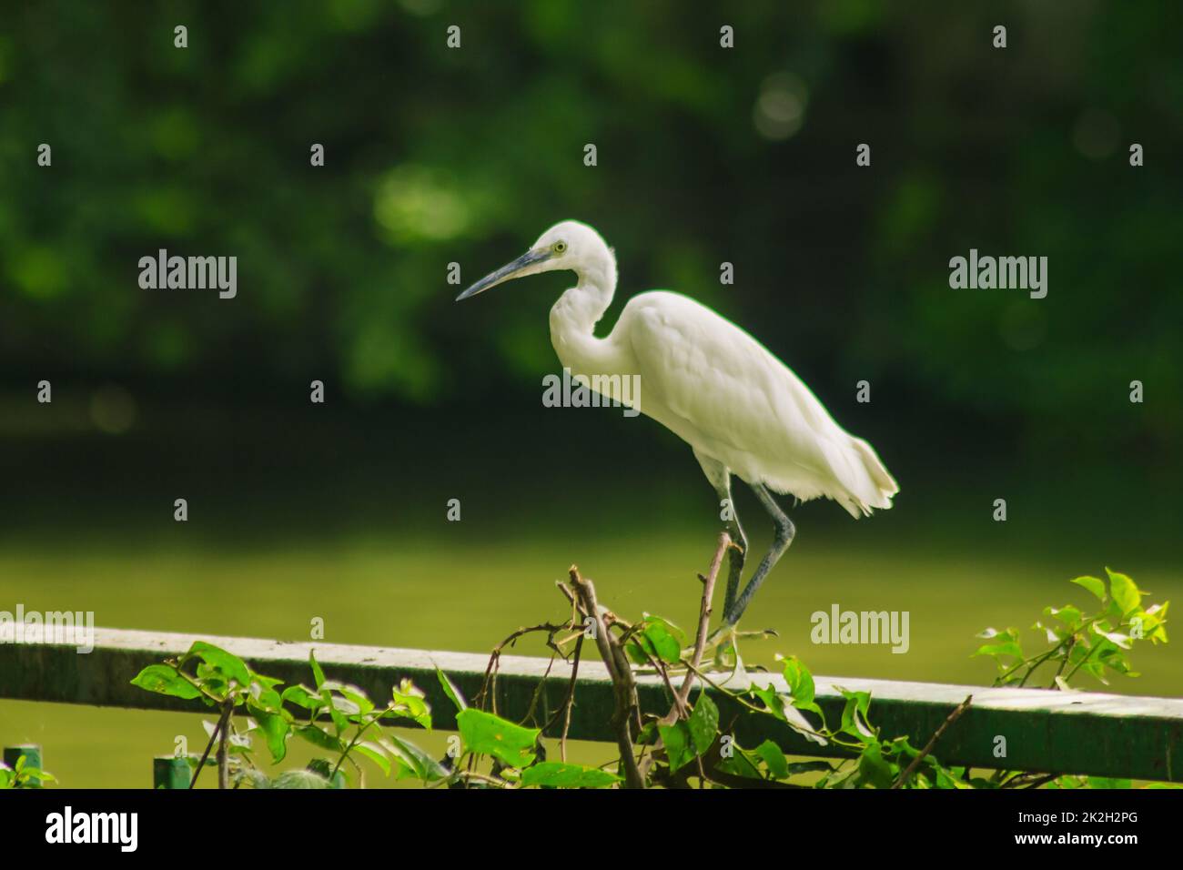 La garzetta di Egretta sul recinto è un uccello bianco di medie dimensioni. Foto Stock
