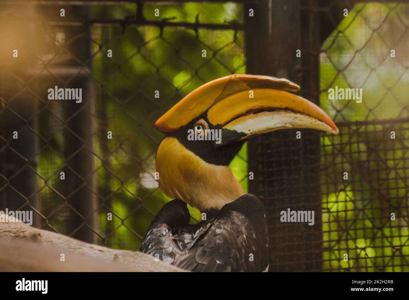 Grande hornbill in una gabbia è un hornbill molto grande trovato nella foresta. Può durare fino a 50 anni Foto Stock