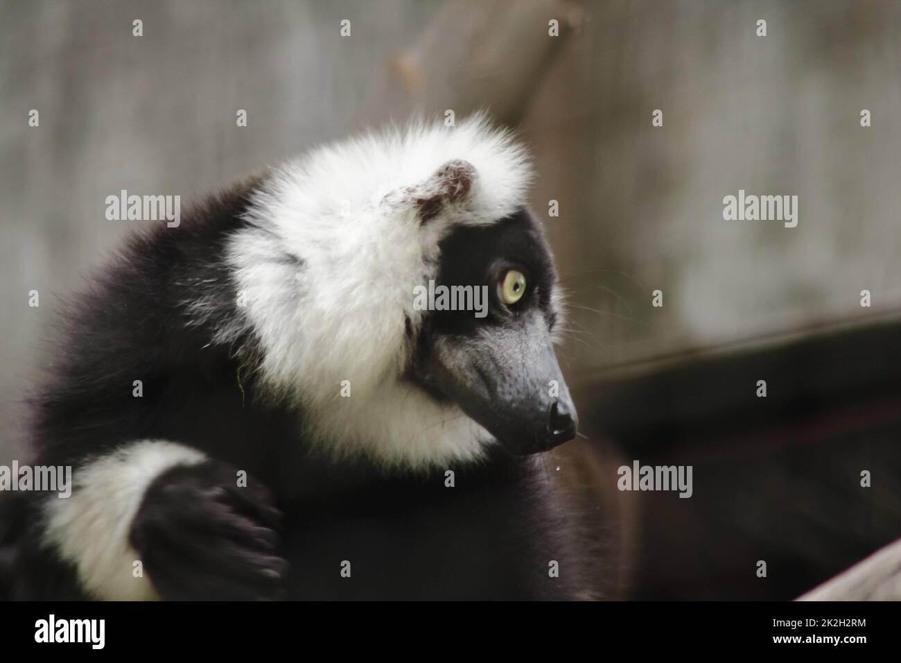 Ruffed Lemur è un mammifero. È un animale colorato che ha un corpo nero che si alterna al bianco Foto Stock