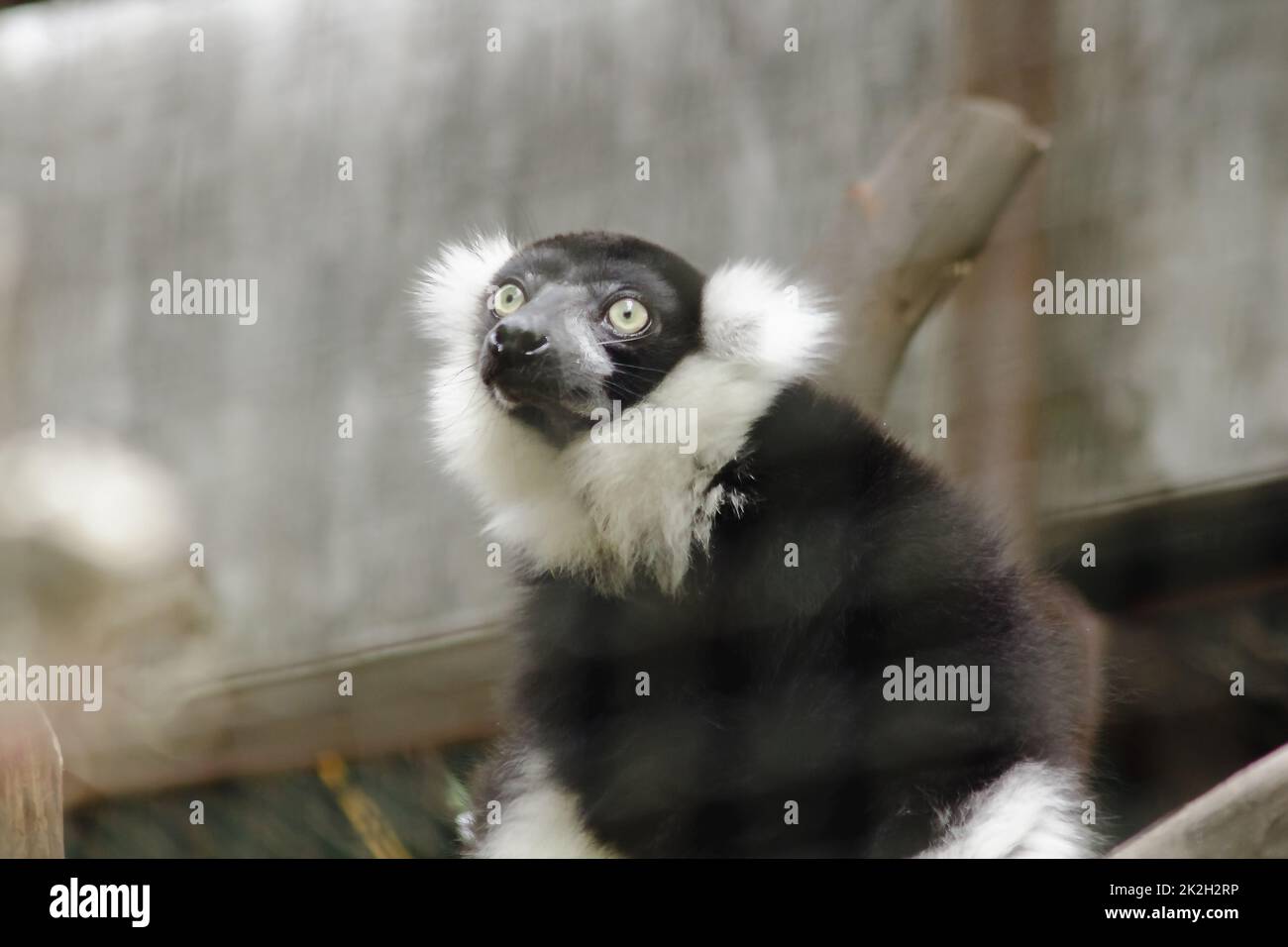 Ruffed Lemur è un mammifero. È un animale colorato che ha un corpo nero che si alterna al bianco Foto Stock