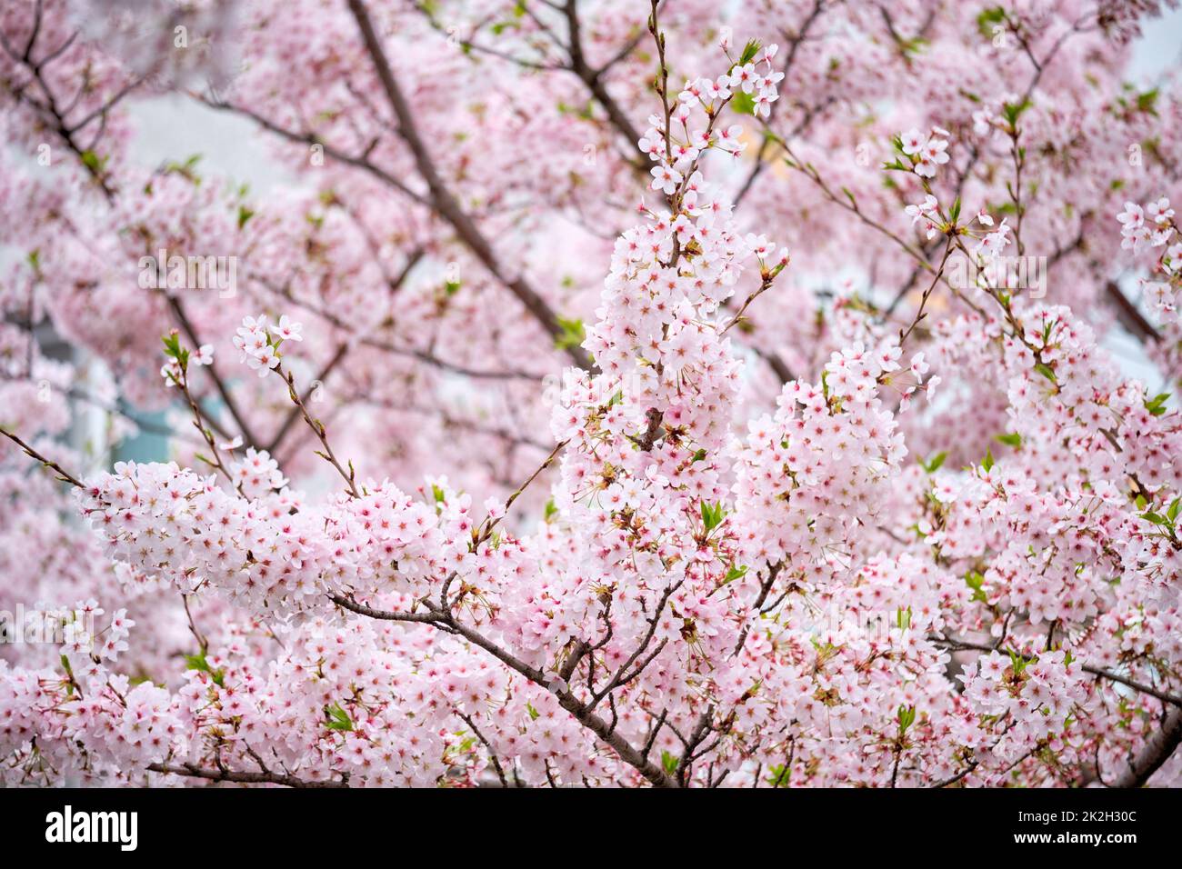 Blooming sakura Cherry Blossom Foto Stock
