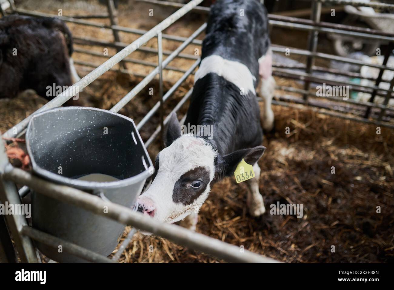 Ciao, piccolo. Shot di un giovane vitello di vacca da latte camminando delicatamente in una penna di bestiame mentre mangiano l'erba in una fattoria. Foto Stock