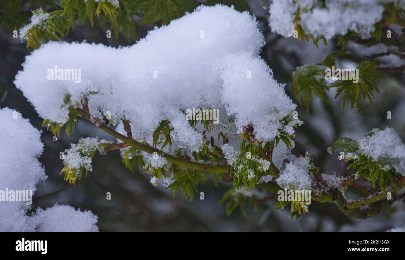 Acer giapponese nella neve Foto Stock