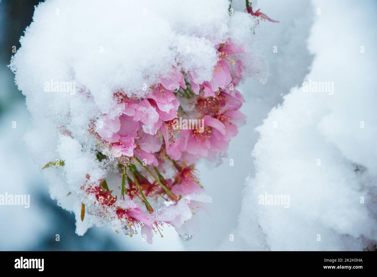 Ciliegia giapponese nella neve Foto Stock