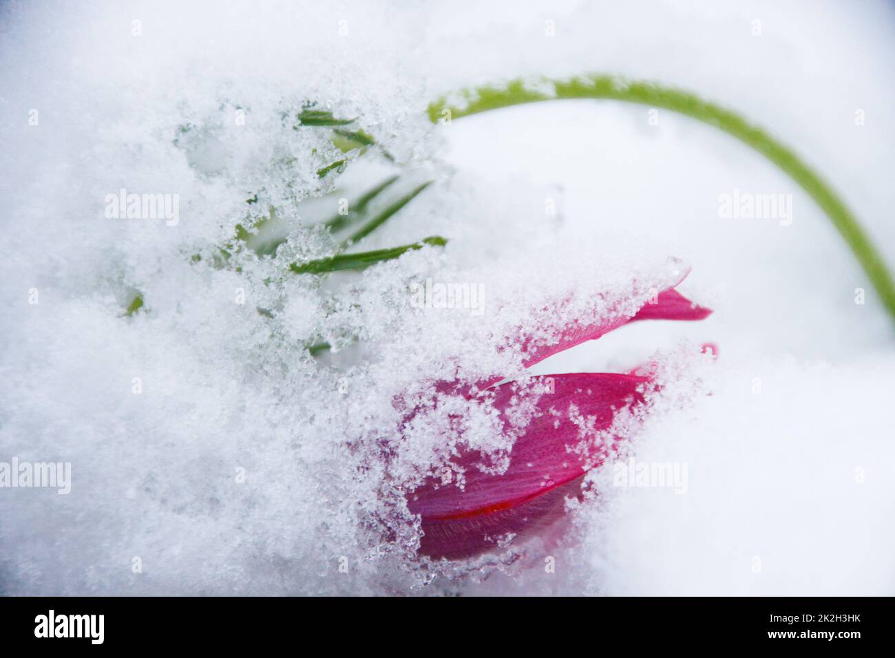Fiore Pasque nella neve Foto Stock
