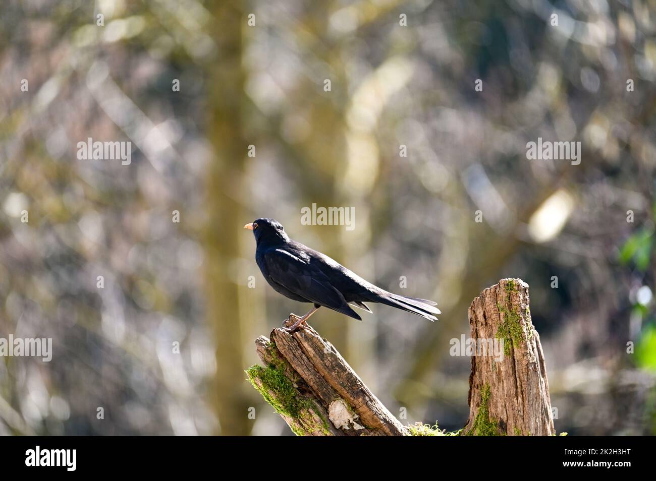 Un uccello nero siede su un ramo Foto Stock