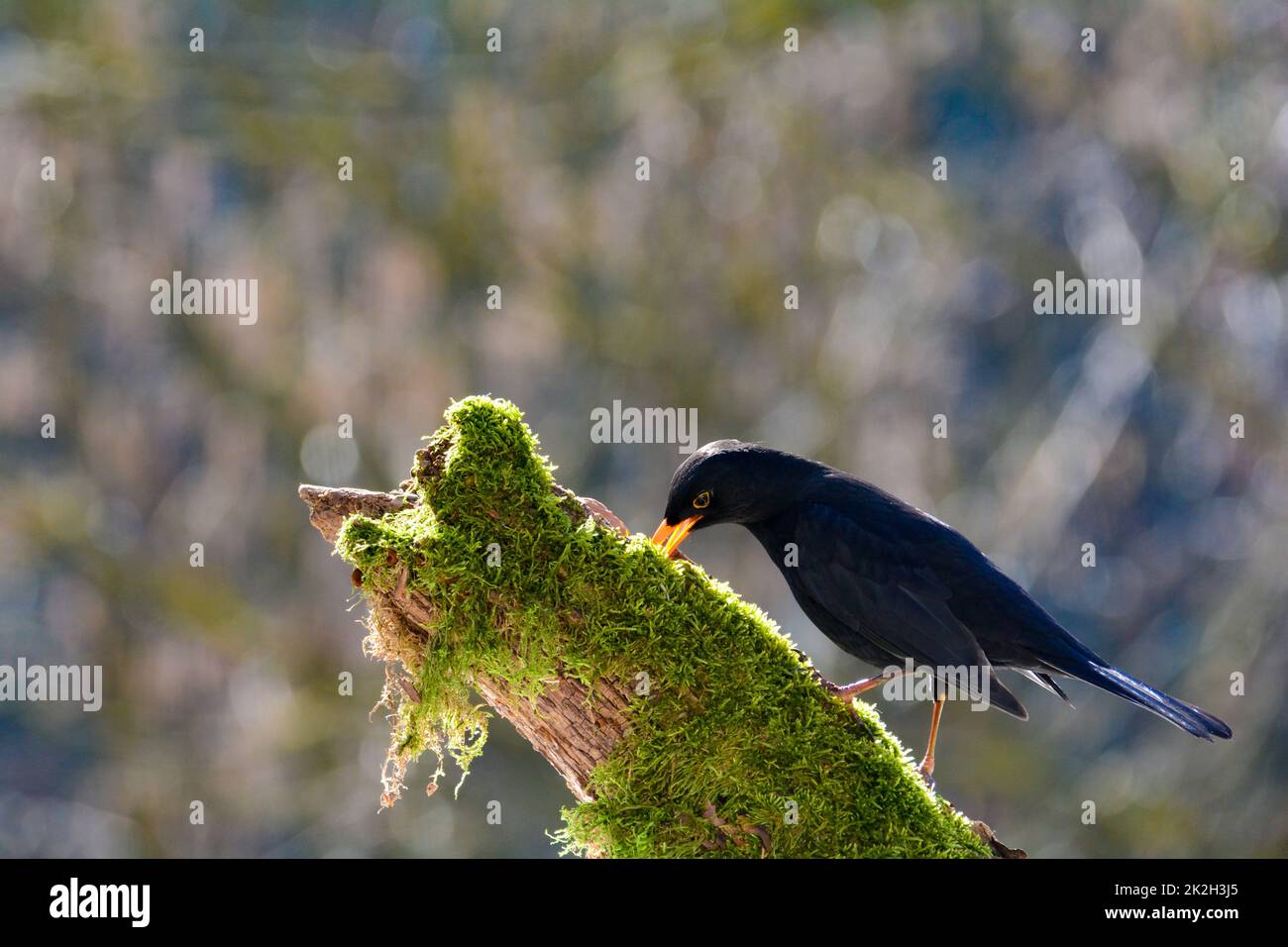 Un uccello nero che foraging su un vecchio ramo Foto Stock