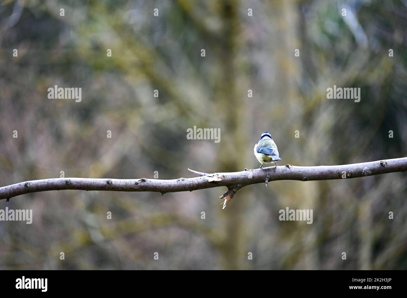 Tit blu da dietro - un songbird è seduto su un ramo nudo Foto Stock