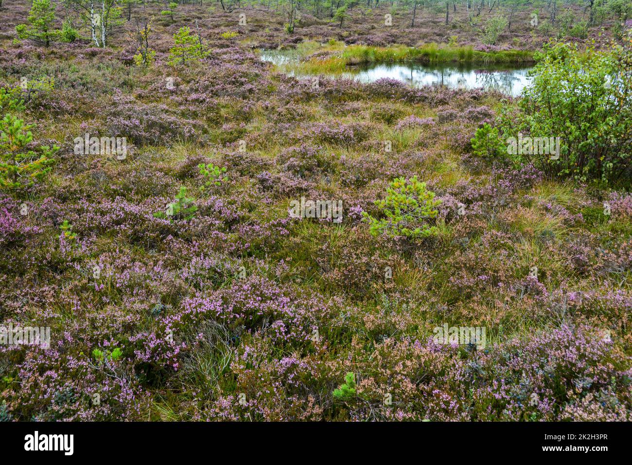 Paesaggio di Moor con occhi palude Foto Stock