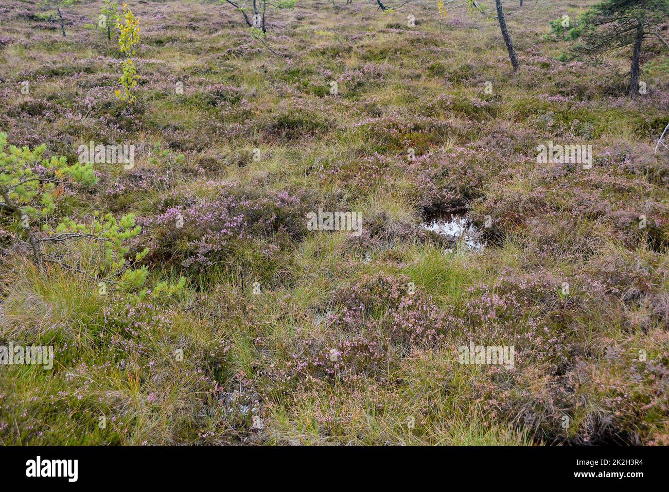 Nella brughiera di Moor Foto Stock